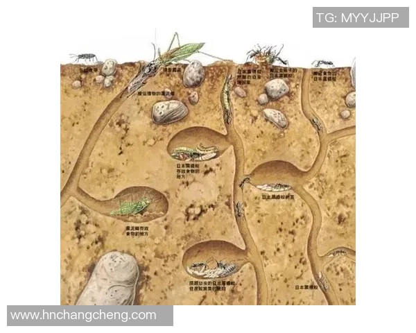 布莱克尼的神秘探险之旅揭示了未知世界的奇妙与惊喜